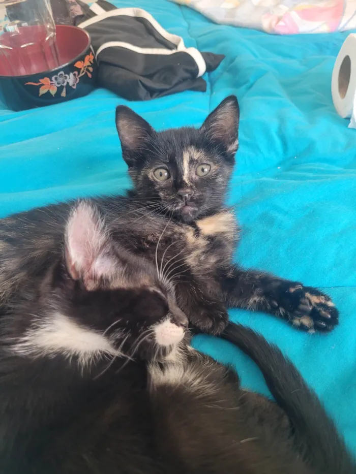 Gato ra a SRD-ViraLata idade 2 a 6 meses nome Sem nome