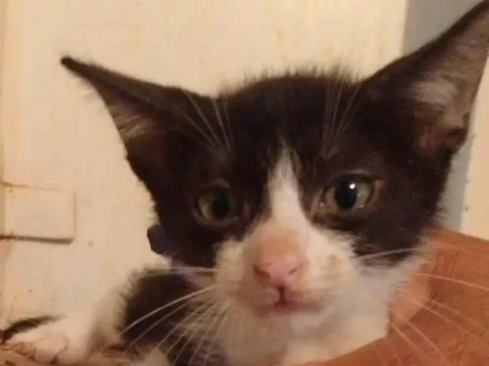 Gato ra a Srd idade 2 a 6 meses nome .....