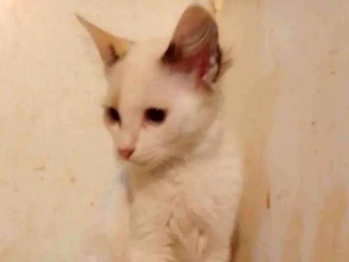 Gato ra a Srd idade 2 a 6 meses nome .