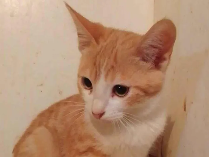 Gato ra a Srd idade 2 a 6 meses nome ...