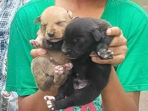 Cachorro ra a Labrador  idade Abaixo de 2 meses nome Ggg