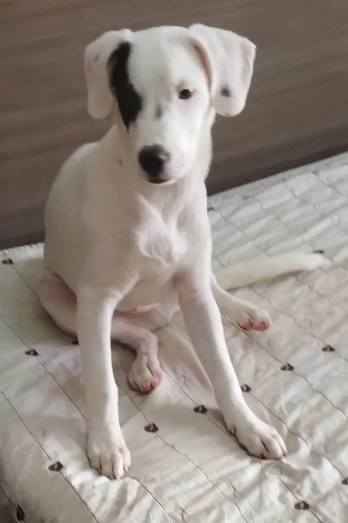 Cachorro ra a SRD-ViraLata idade 7 a 11 meses nome Snoop 