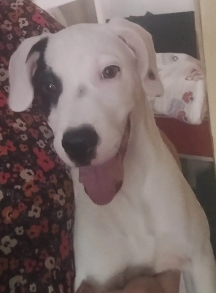 Cachorro ra a SRD-ViraLata idade 7 a 11 meses nome Snoop 