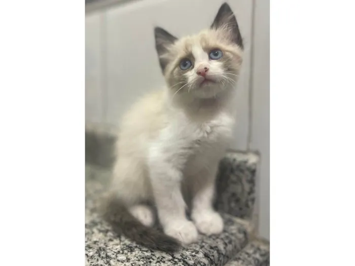 Gato ra a SRD-ViraLata idade Abaixo de 2 meses nome Pudim