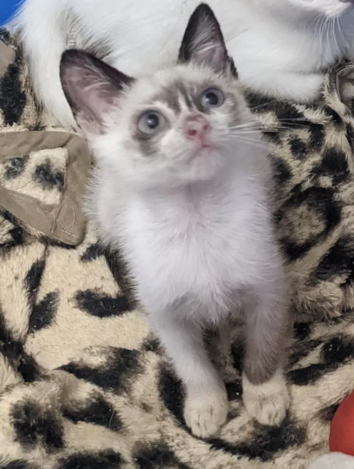 Gato ra a SRD-ViraLata idade 2 a 6 meses nome LUNA
