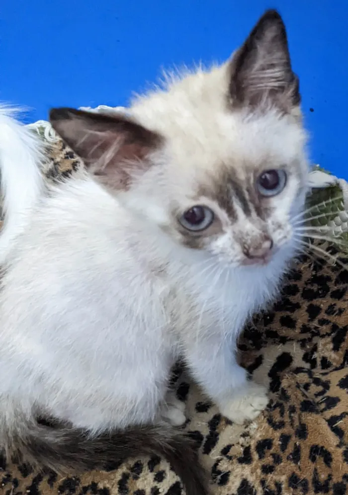 Gato ra a SRD-ViraLata idade 2 a 6 meses nome LUNA