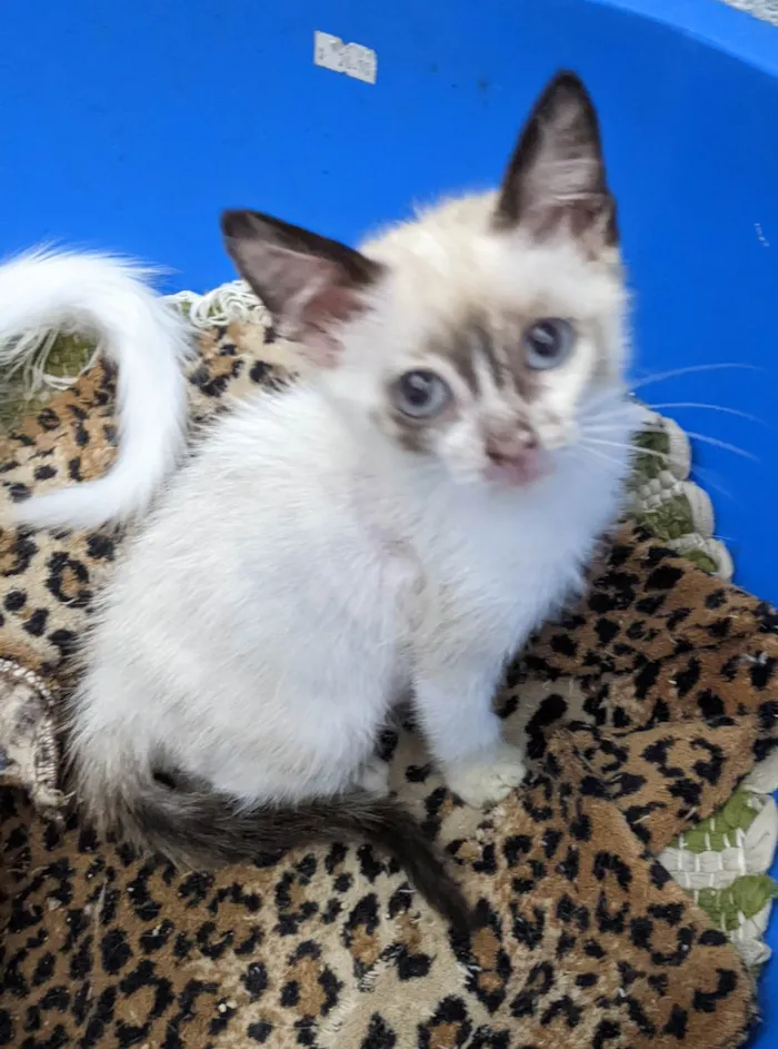 Gato ra a SRD-ViraLata idade 2 a 6 meses nome LUNA