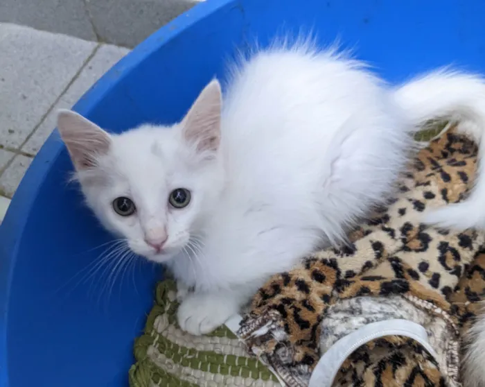 Gato ra a SRD-ViraLata idade 2 a 6 meses nome PERSEU