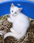 PERSEU