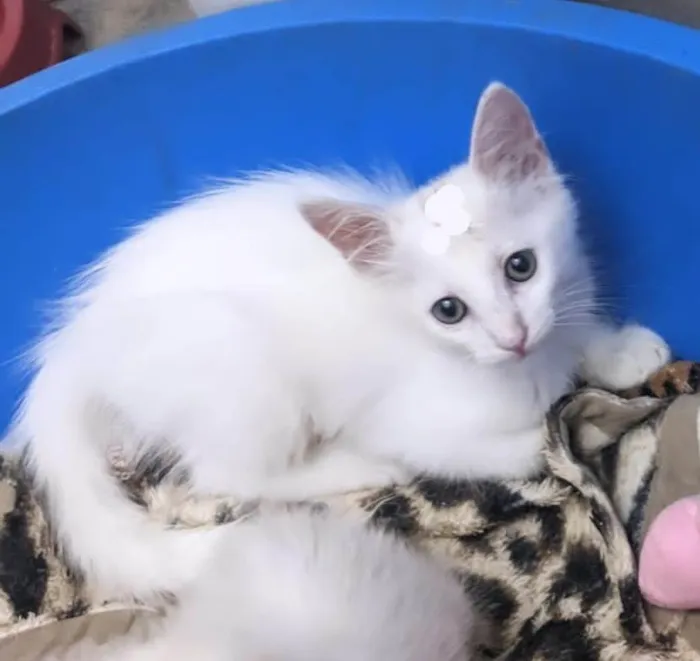 Gato ra a SRD-ViraLata idade 2 a 6 meses nome PERSEU