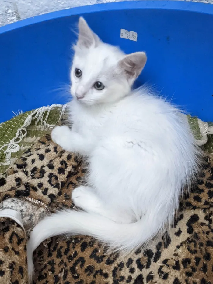 Gato ra a SRD-ViraLata idade 2 a 6 meses nome PERSEU