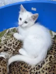 PERSEU