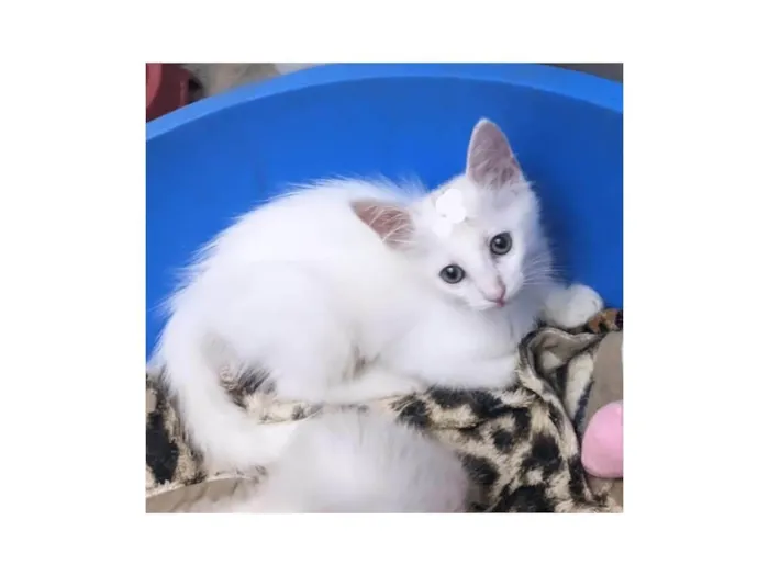 Gato ra a SRD-ViraLata idade 2 a 6 meses nome PERSEU