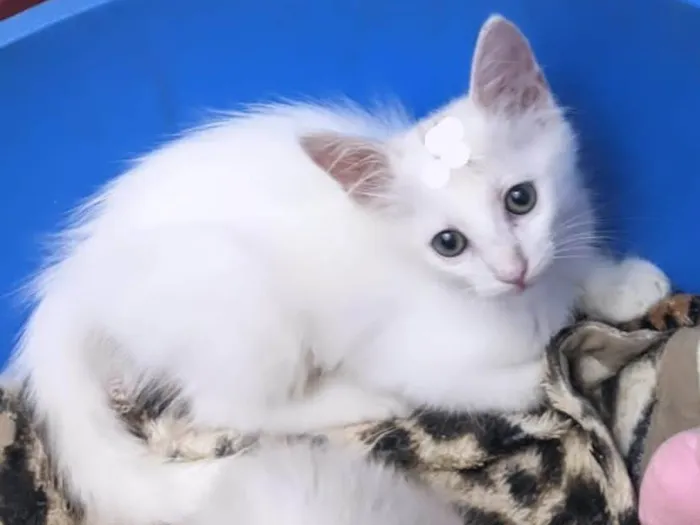 Gato ra a SRD-ViraLata idade 2 a 6 meses nome PERSEU