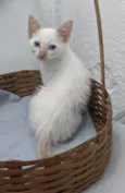 ENZO