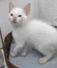 ENZO