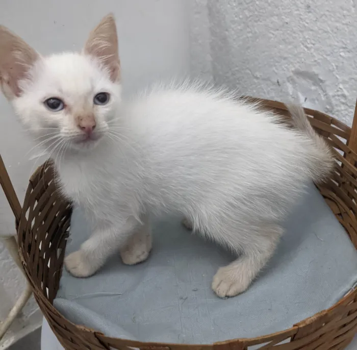 Gato ra a SRD-ViraLata idade 2 a 6 meses nome ENZO