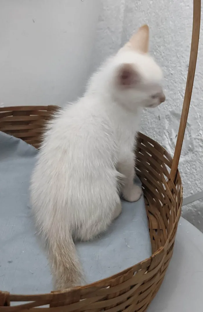Gato ra a SRD-ViraLata idade 2 a 6 meses nome ENZO
