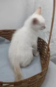 ENZO