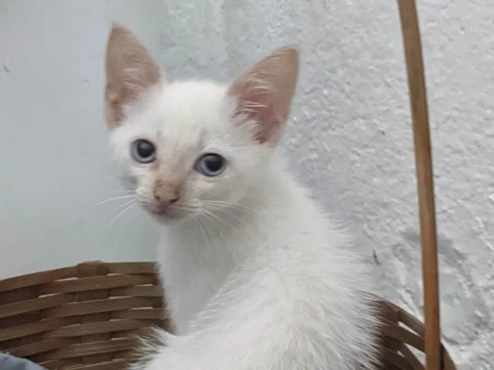 Gato ra a SRD-ViraLata idade 2 a 6 meses nome ENZO