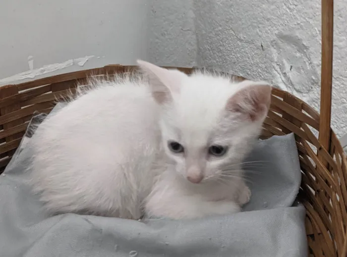 Gato ra a SRD-ViraLata idade 2 a 6 meses nome EDWARD