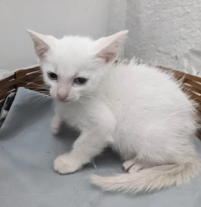Gato ra a SRD-ViraLata idade 2 a 6 meses nome EDWARD