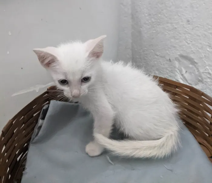 Gato ra a SRD-ViraLata idade 2 a 6 meses nome EDWARD