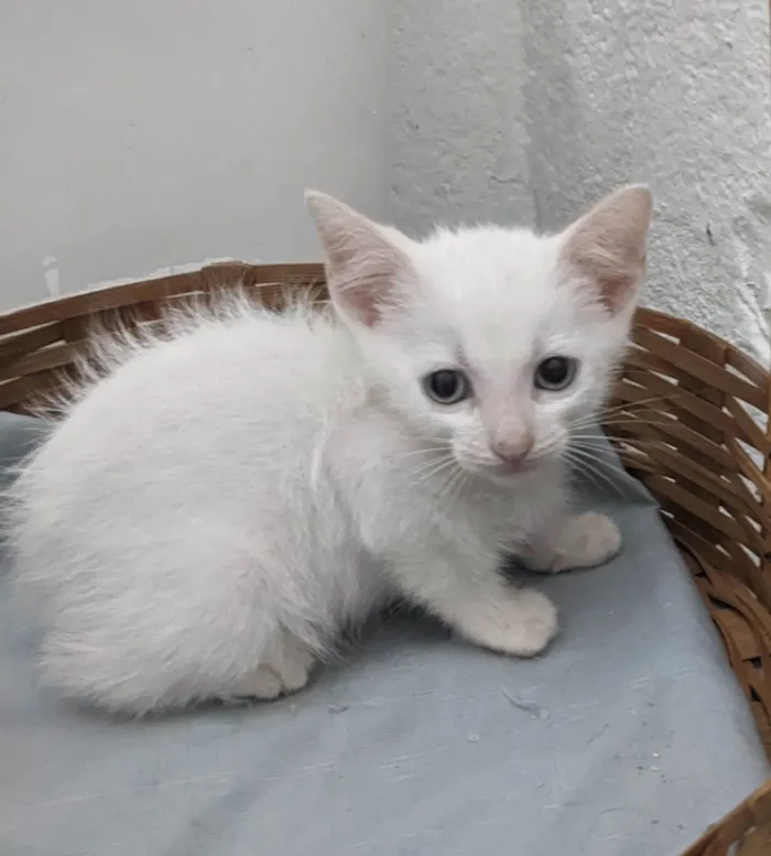Gato ra a SRD-ViraLata idade 2 a 6 meses nome EDWARD