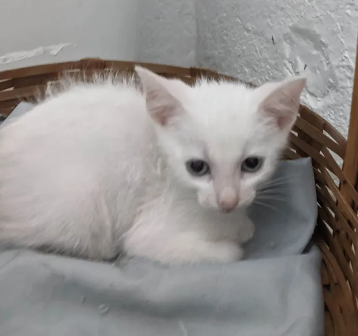 Gato ra a SRD-ViraLata idade 2 a 6 meses nome EDWARD