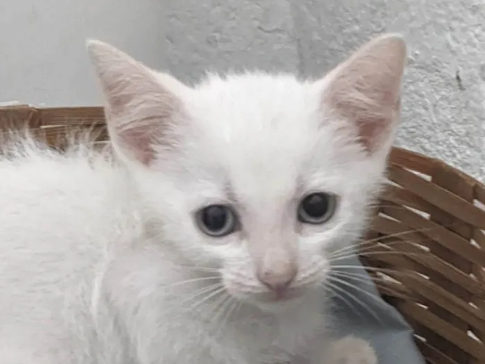 Gato ra a SRD-ViraLata idade 2 a 6 meses nome EDWARD