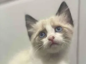 Gato raça SRD-ViraLata idade Abaixo de 2 meses nome Pudim
