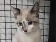 Tofu