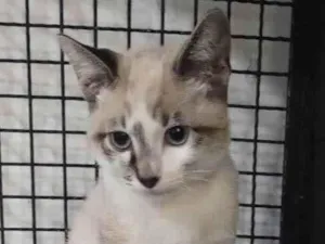 Gato raça SRD-ViraLata idade 2 a 6 meses nome Tofu