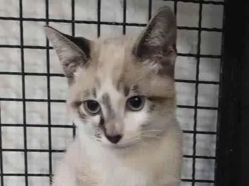 Gato ra a SRD-ViraLata idade 2 a 6 meses nome Tofu