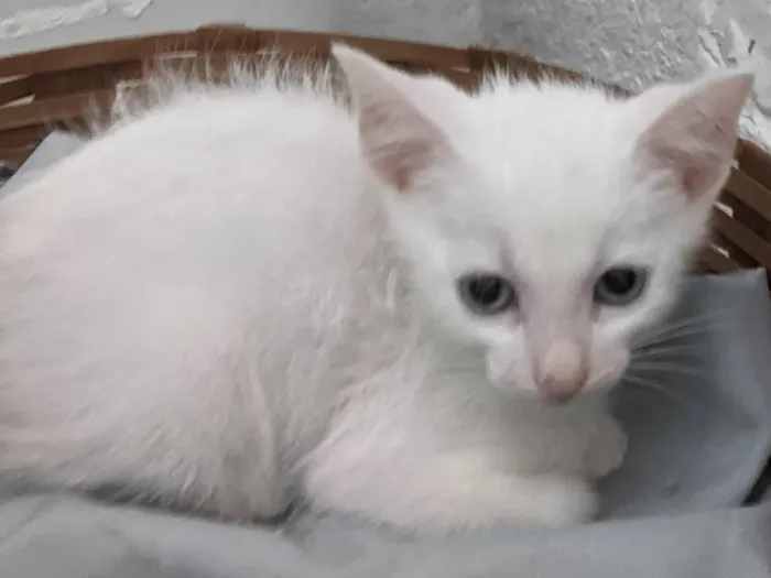 Gato ra a SRD-ViraLata idade 2 a 6 meses nome EDWARD
