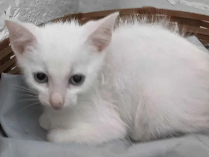 Gato ra a SRD-ViraLata idade 2 a 6 meses nome EDWARD