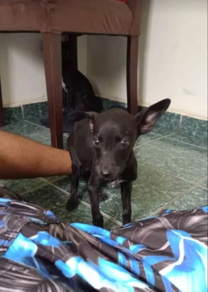 Cachorro ra a SRD-ViraLata idade 2 a 6 meses nome Sem nome