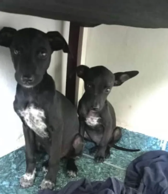 Cachorro ra a SRD-ViraLata idade 2 a 6 meses nome Sem nome