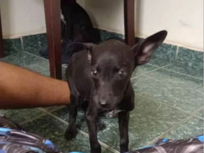 Cachorro ra a SRD-ViraLata idade 2 a 6 meses nome Sem nome