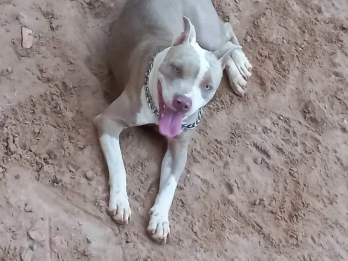 Cachorro ra a Pit bull  idade 2 anos nome Shakira