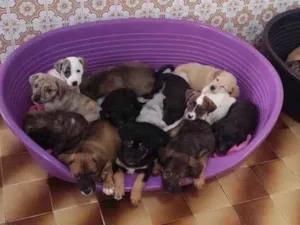 Cachorro raça SRD-ViraLata idade 2 a 6 meses nome Bebês 