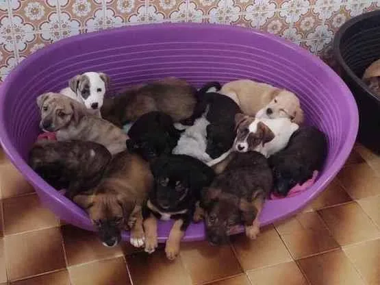 Cachorro ra a SRD-ViraLata idade 2 a 6 meses nome Bebês 