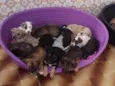 Bebês