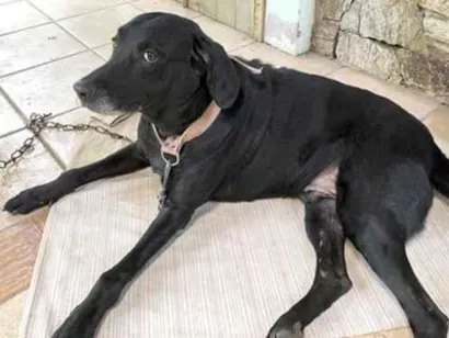 Cachorro raça Labrador idade 5 anos nome ??