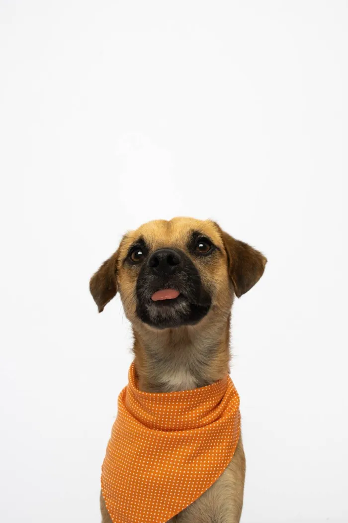 Cachorro ra a SRD-ViraLata idade 1 ano nome Buck