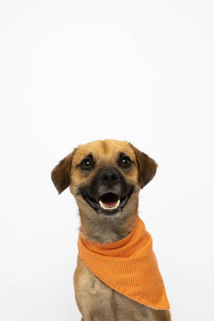 Cachorro ra a SRD-ViraLata idade 1 ano nome Buck