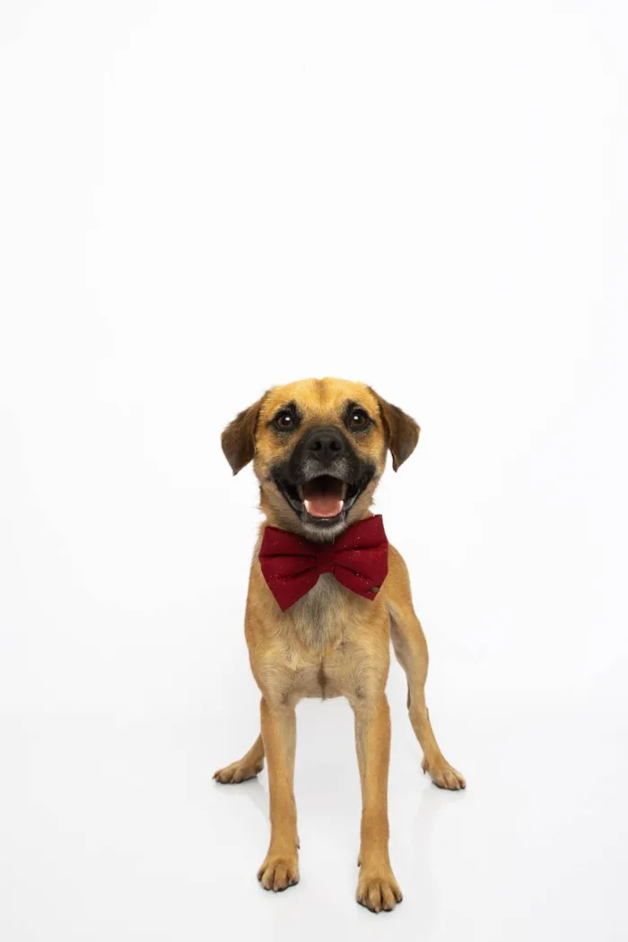 Cachorro ra a SRD-ViraLata idade 1 ano nome Buck