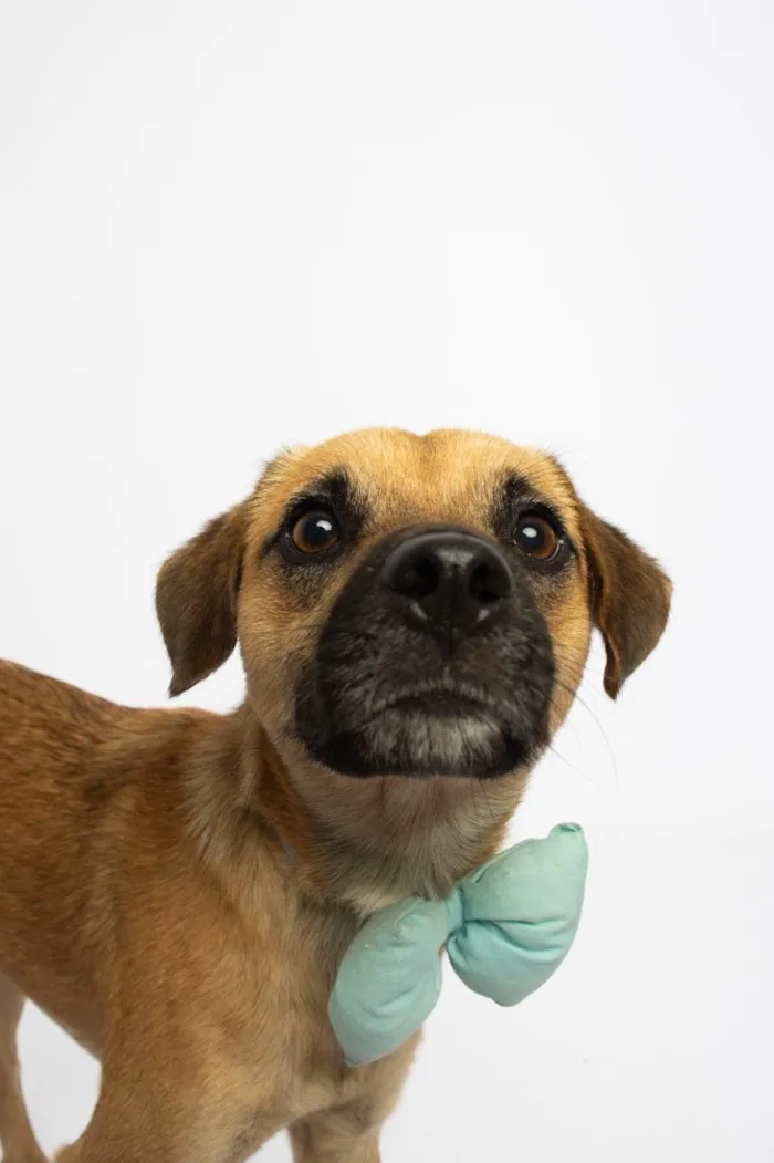 Cachorro ra a SRD-ViraLata idade 1 ano nome Buck