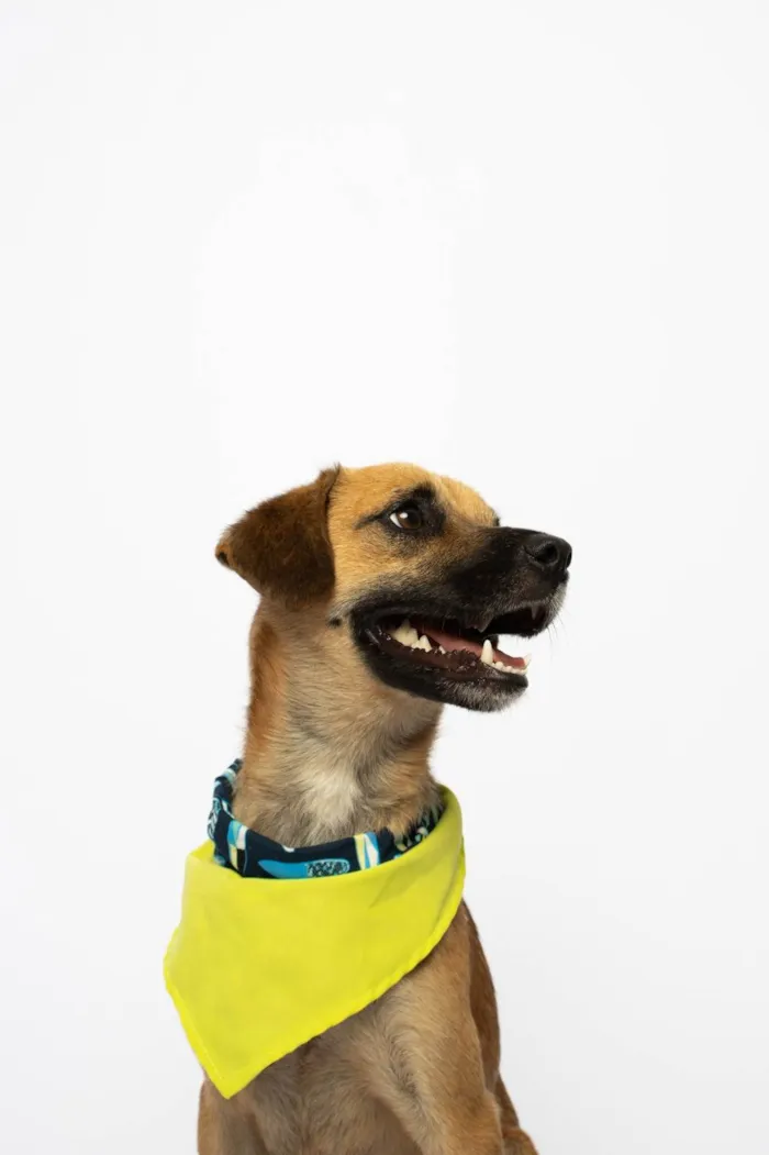 Cachorro ra a SRD-ViraLata idade 1 ano nome Buck