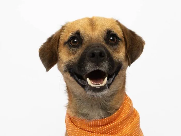 Cachorro ra a SRD-ViraLata idade 1 ano nome Buck